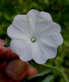  Flower